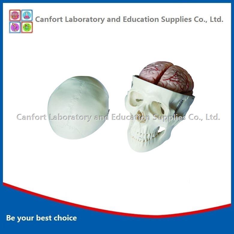 Natural size skull and cerebral artery model
