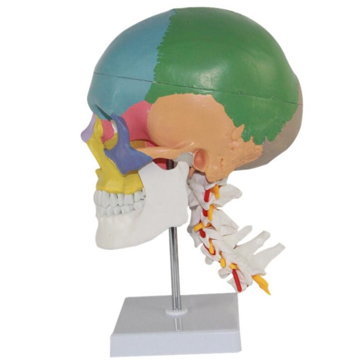 Life-size skull model with stand, colored
