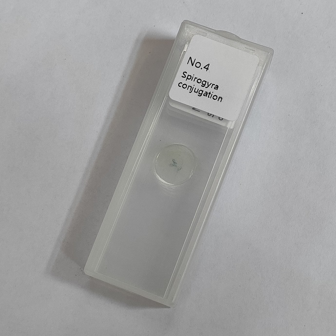 Spirogyra conjugation microscope slide