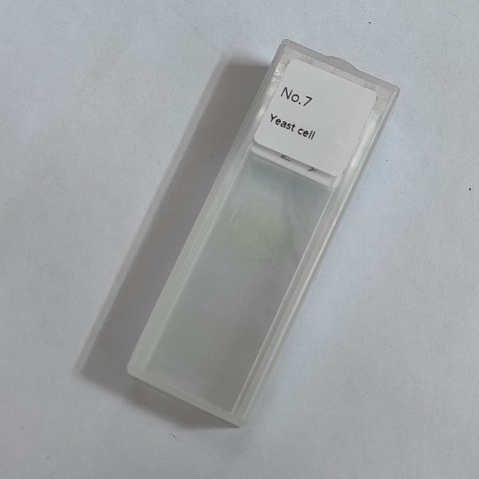 Yeast cell prepared microscope slides