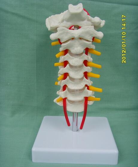 Cervical Spine and Occipital Bone Model