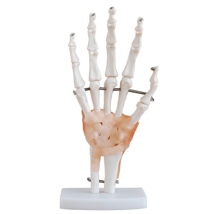 Life size Hand joints model (with ligament)