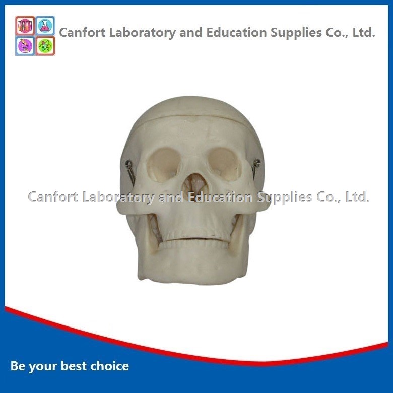 Modelo de cráneo humano de tamaño pequeño