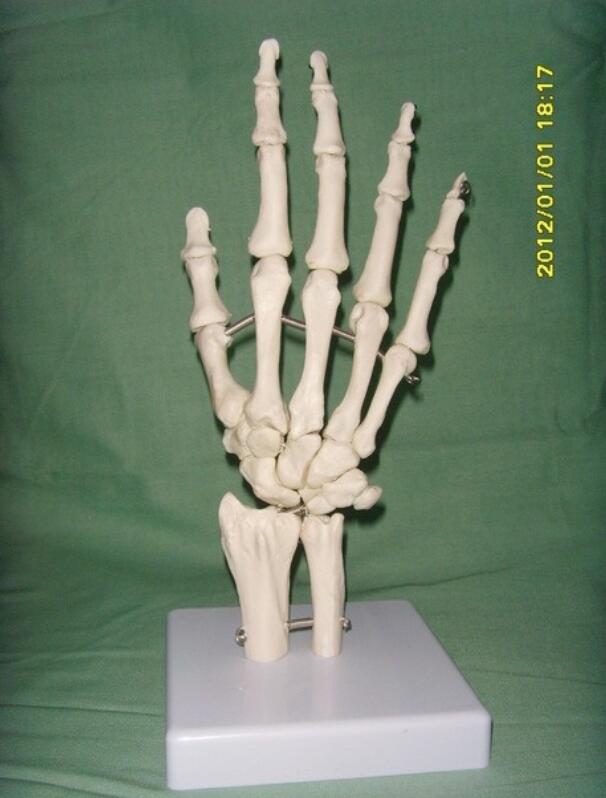 Modelo de articulaciones de mano de tamaño natural