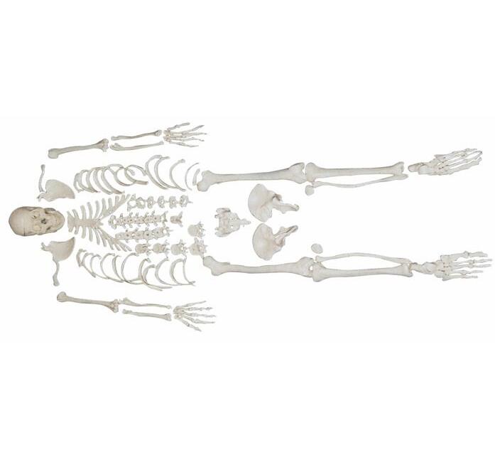 Modelo de esqueleto desarticulado