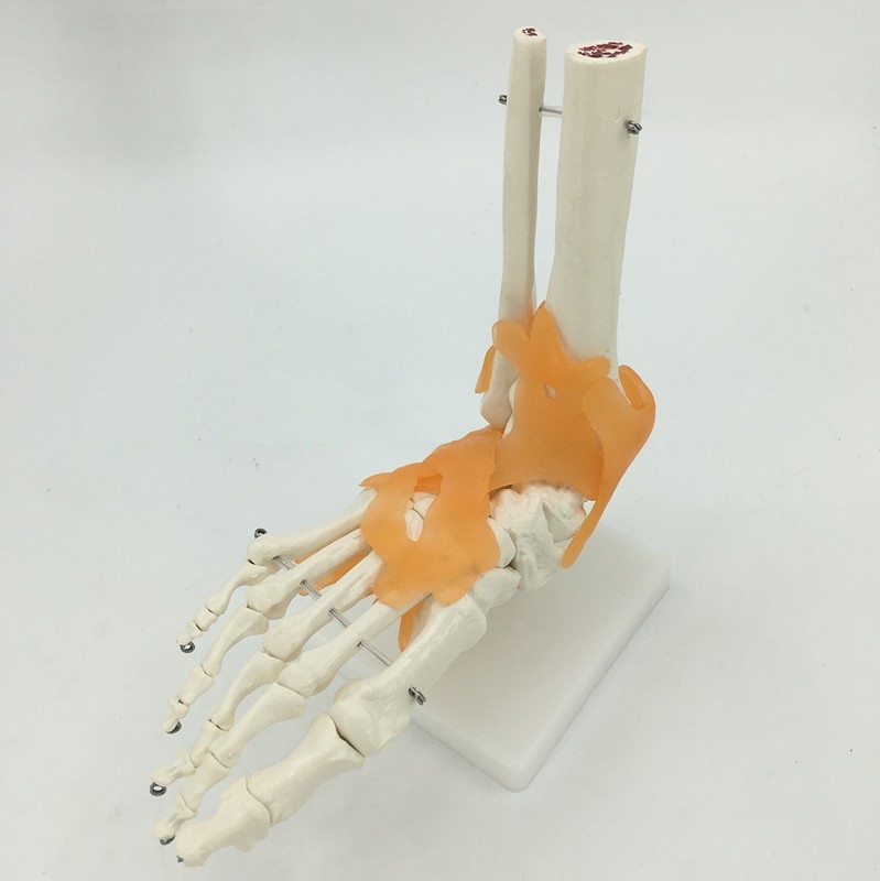 foot joints model