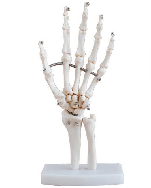 Modelo de articulaciones de mano de tamaño natural