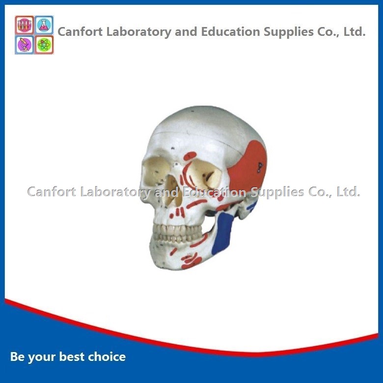 Life Size Human Skull Model With Muscle Coloring