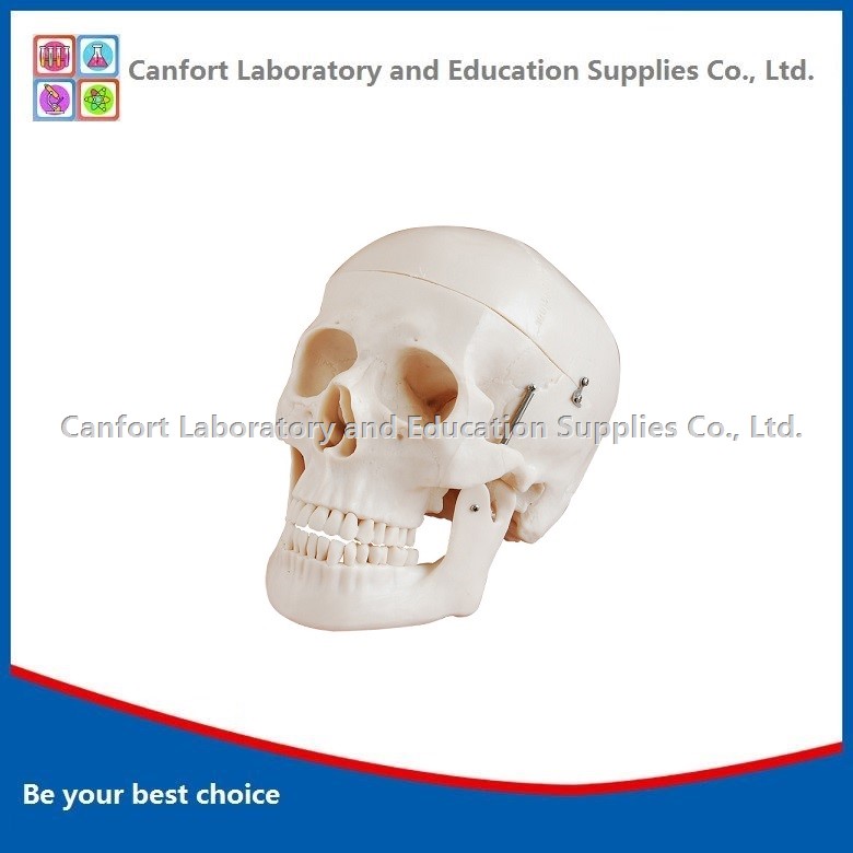 Life Size Human Skull Model with Marks
