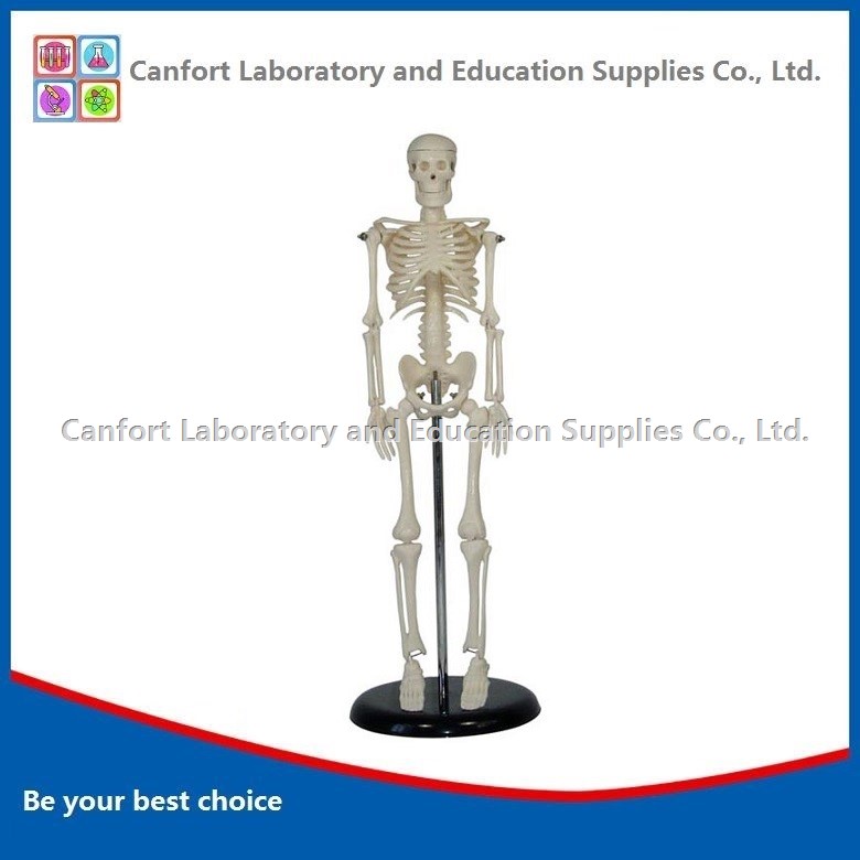 Human Skeleton Model with Stand (45cm)