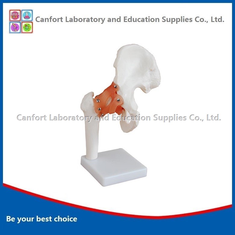 Natural Size Hip Joint Model