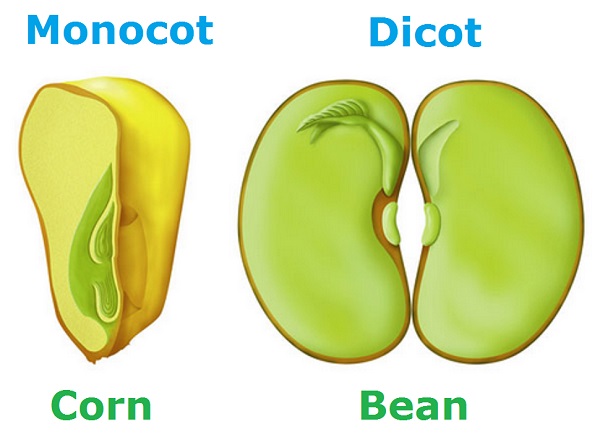 Monocot Vs. Dicot, Difference In Leaf, Stem And Root