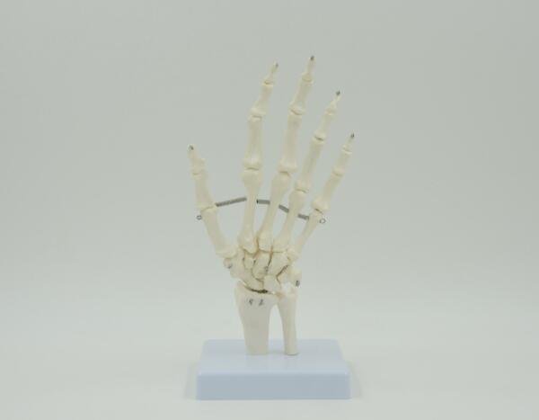 Modelo de articulaciones de mano