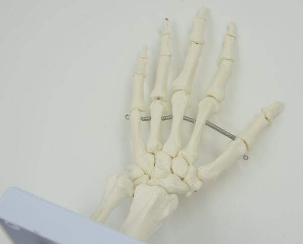 Modelo de articulaciones de mano