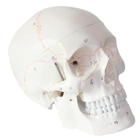 Modelo de cráneo humano con marcas