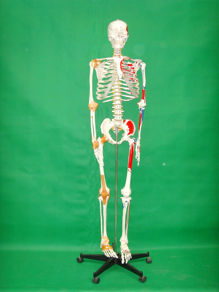 Modelo de esqueleto humano de lujo de 170 cm