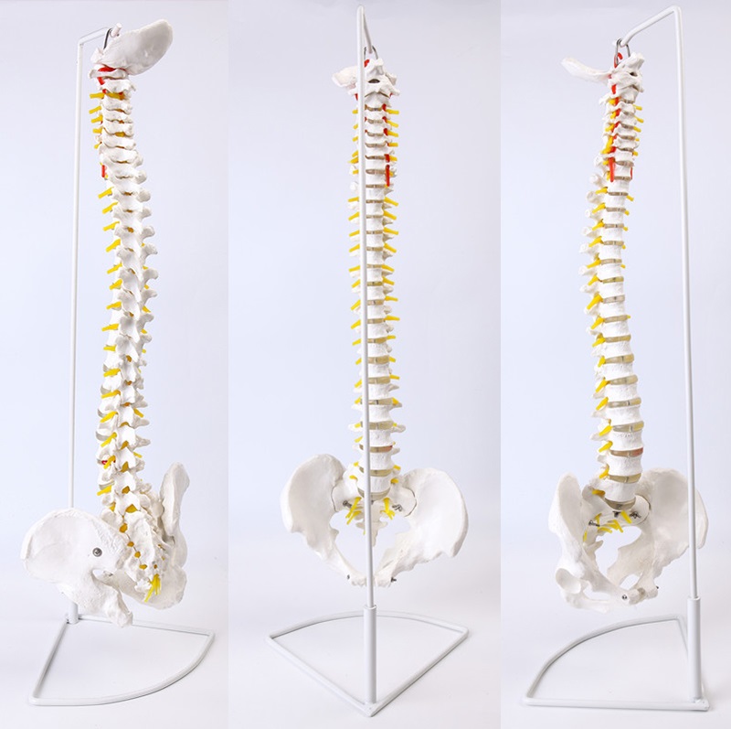 Modelo de columna vertebral con pelvis